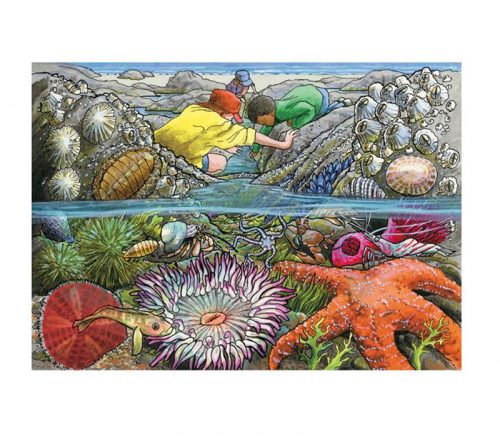 Cobble Hill Puzzle Tray Exploring the Seashore - 35 Piece