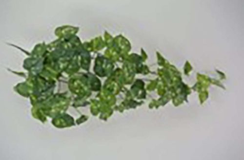 Pothos Hanging Bush - 32-inch