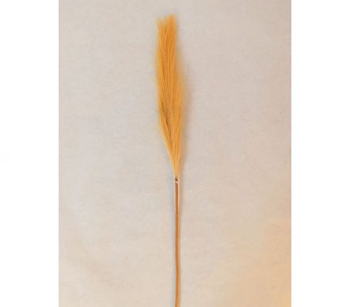 Stem - Pompass Grass - Yellow and Brown - 27-inch