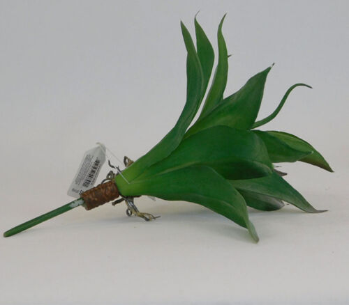 SPC Aloe Succulent Pick - 9-inch