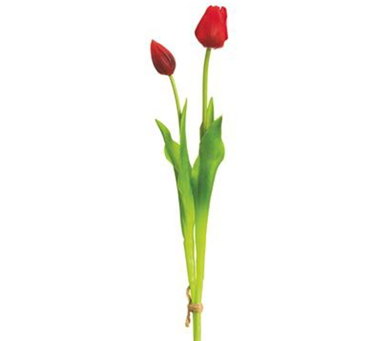 Tulip Bundle - 2 Stems - 18.5-inch