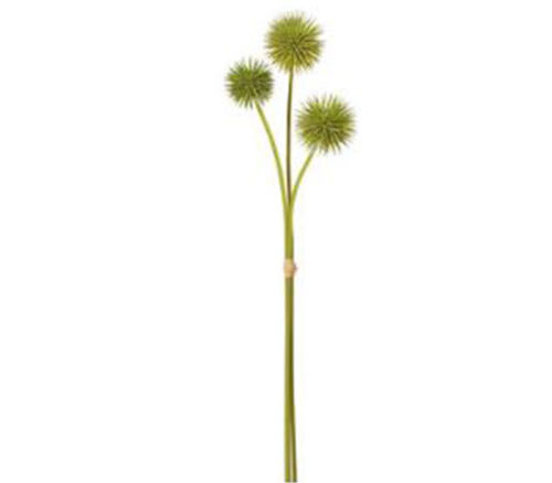 Globe Thistle Bundle - 3 Stems - 20-inch