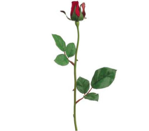 Rose Bud - 23-inch