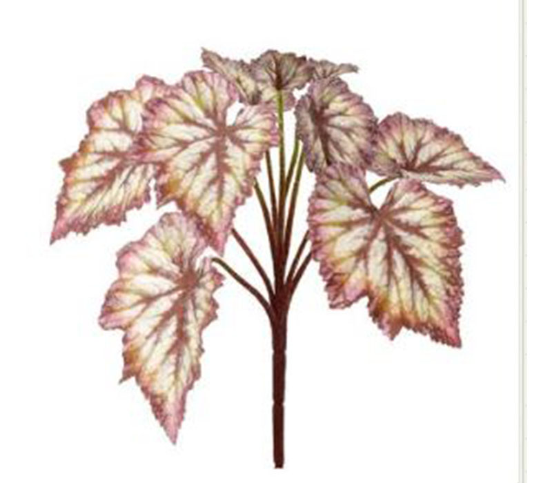 Begonia Leaf Bush - 12-inch