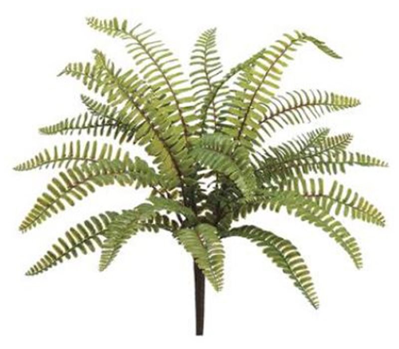 Boston Fern Bush - 19 Stems - 17-inch