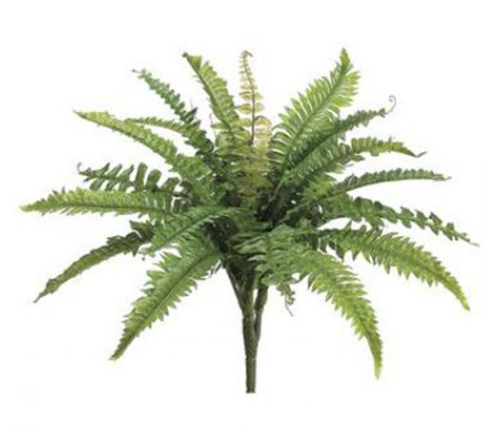 Boston Fern Bush - 19 Stems - 16-inch