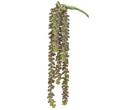 Donkey Tail Vine - 19-inch