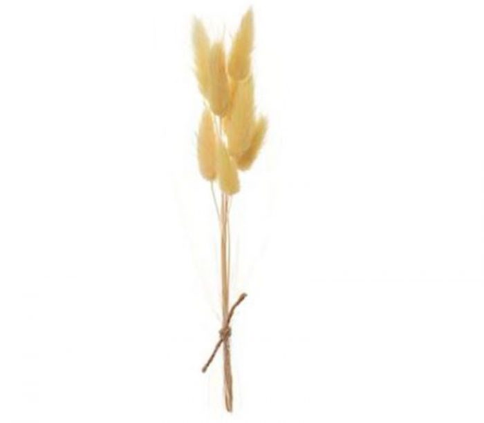 Preserved Foxtail Grass Bundle - 9-inch - Yellow