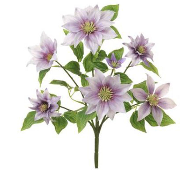 Clematis Bush - 14.5-inch - Lavender