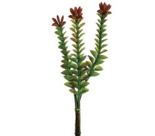 Crassula Pick - 8-inch