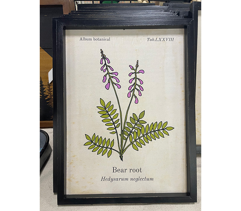 Botanical Framed Art - Bear Root
