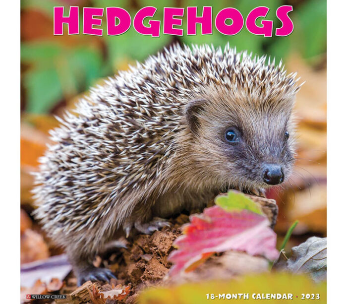 2024 Wall Calendar - Hedgehogs