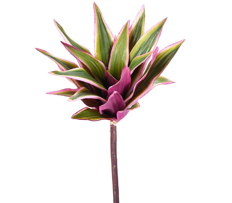 Dracaena Plant - 10-inch