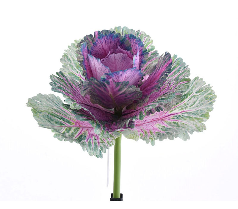 Kale Plant - 10-inch - Purple