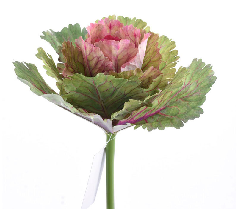 Kale Plant - 10-inch - Pink