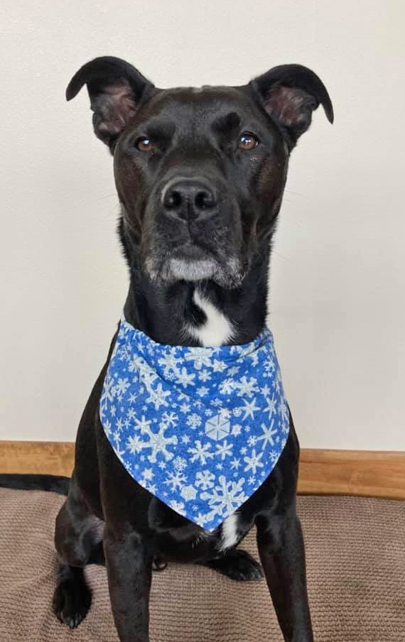 Boho Knitted Pet Bandana [FREE Knitting Pattern]