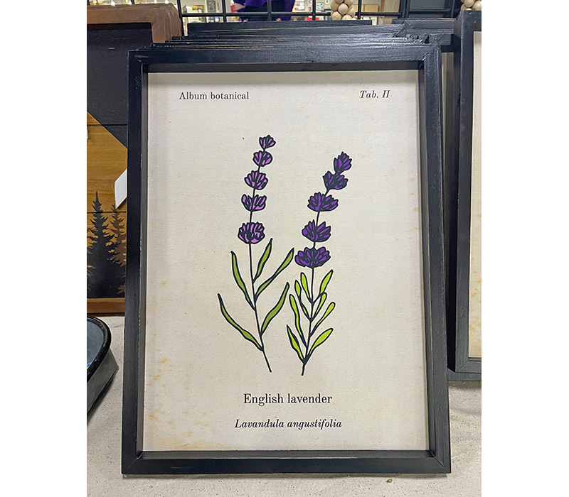 Botanical Framed Art - English Lavender