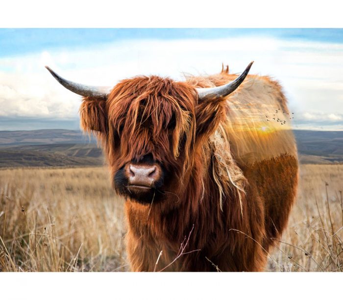 Call of the Wild Highland Cow