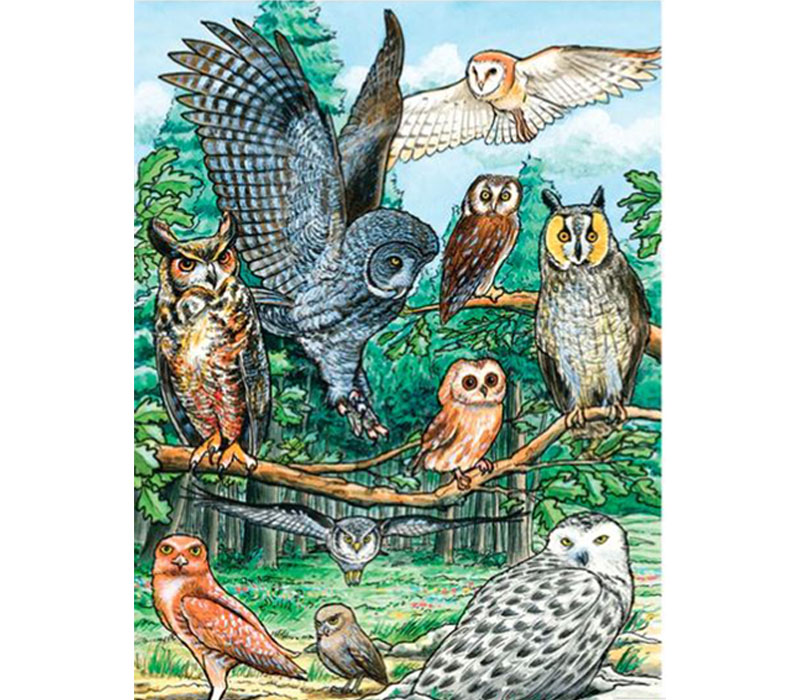 Cobble Hill North American Owls Puzzle - 35 Piece