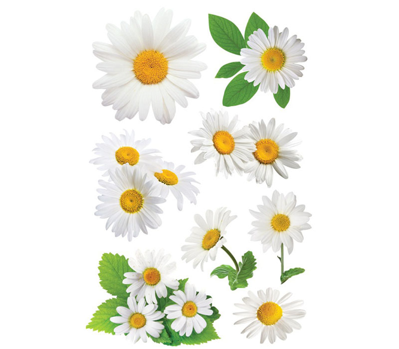 3D Stickers - Oxeye Daisy