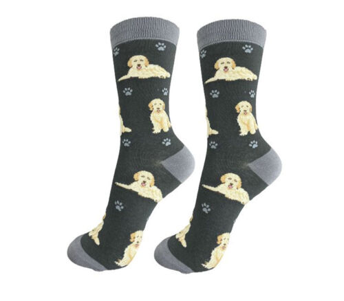 Socks - Goldendoodle Grey