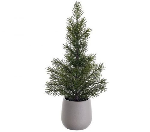 Pine Tree in Plastic Pot - 17-inch