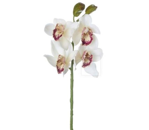 Burgundy Cymbidium Orchid Spray - 19-inch