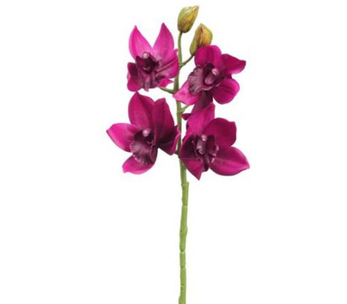 Boysenberry Cymbidium Orchid Spray - 19-inch