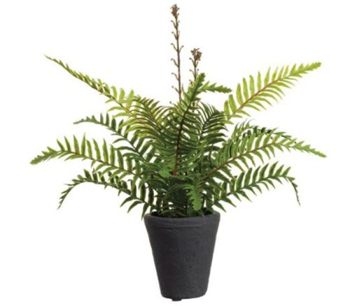 Green Soft Boston Fern Plant in Cement Pot - 14-inch