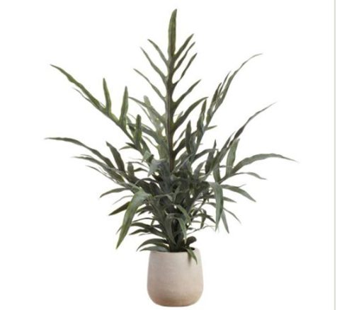 Green Java Fern Plant in Plastic Pot - 27-inch