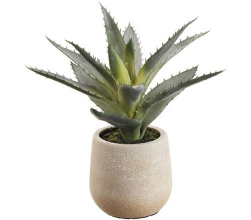 Green Gray Agave in Plastic Pot - 9-inch