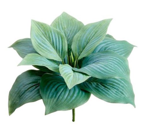 Green Frosted Hosta Leaf Bush - 7-inch