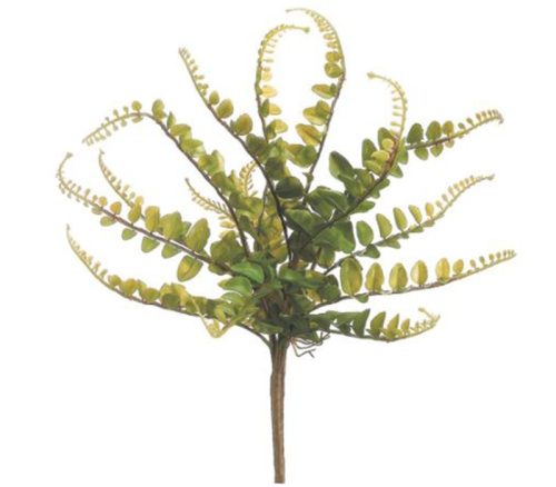 Green Button Fern Bush - 10-inch