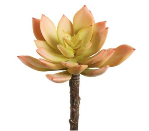 Green Peach Echeveria Pick - 5-inch