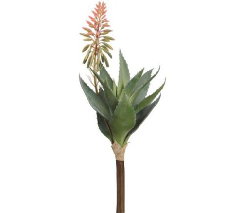 Pink Green Blooming Agave Pink - 15-inch