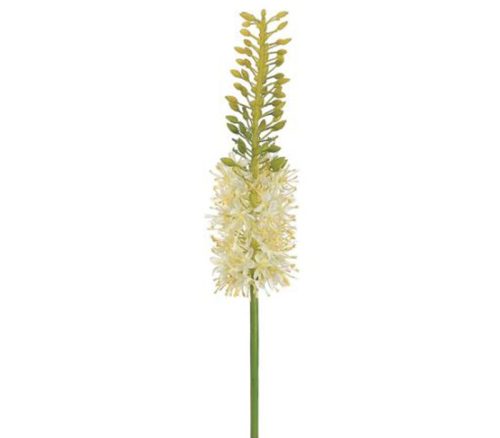 Cream Eremurus Spray - 35-inch