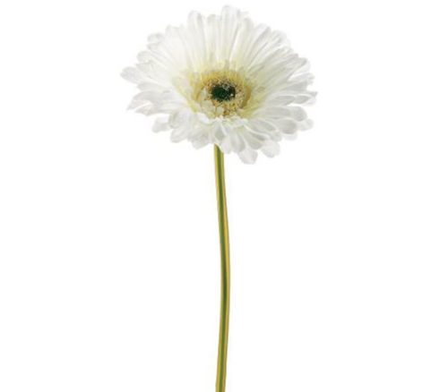 Cream Large Gerbera Daisy Stem - 9-inch