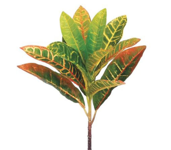 Yellow Green Croton Spray - 13-inch