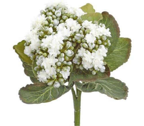 White Kalanchoe Bush - White