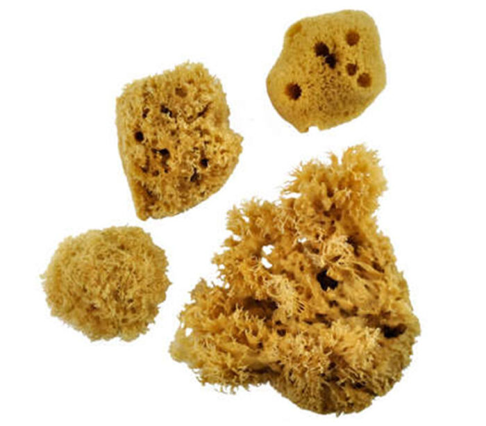 Sponge Set - Combination