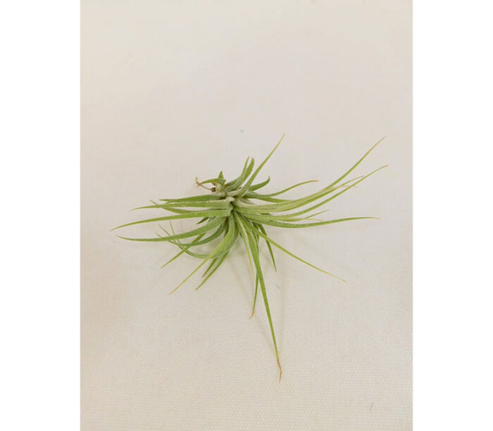 Air Plant - Small