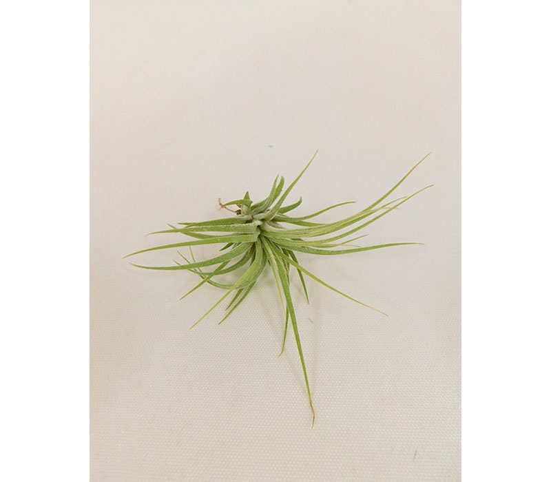 Air Plant - Small