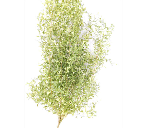 China Root Hanging Bush - 30-inch