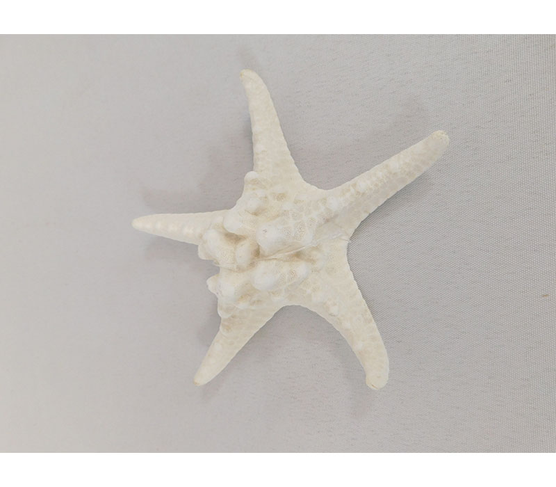 Starfish Shell - 1 Piece