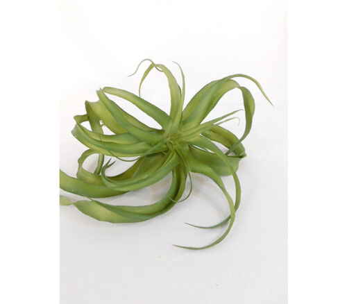 Pick - Ponytail Palm - 12-inch