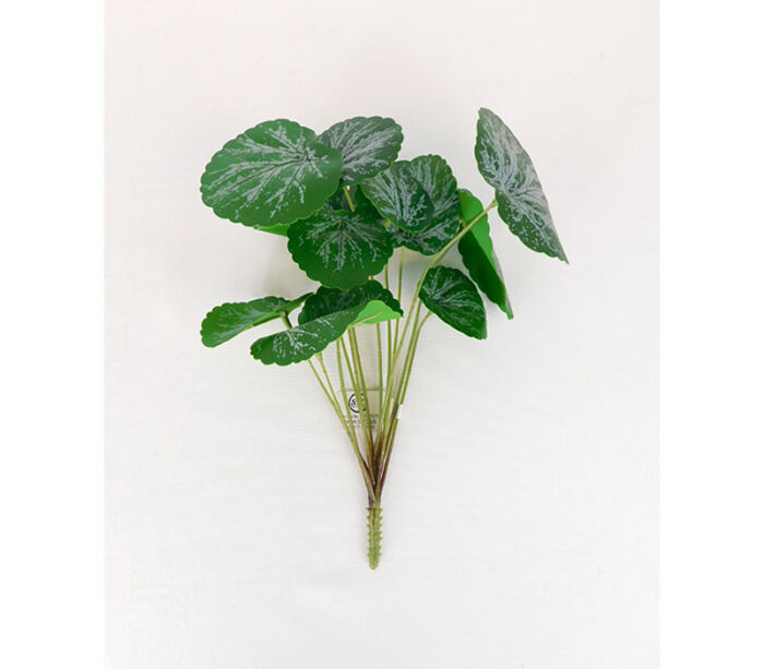 Money Plant Bush - 11-inch