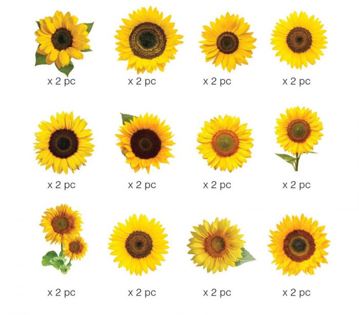 Sunflower Stickers by Paper House