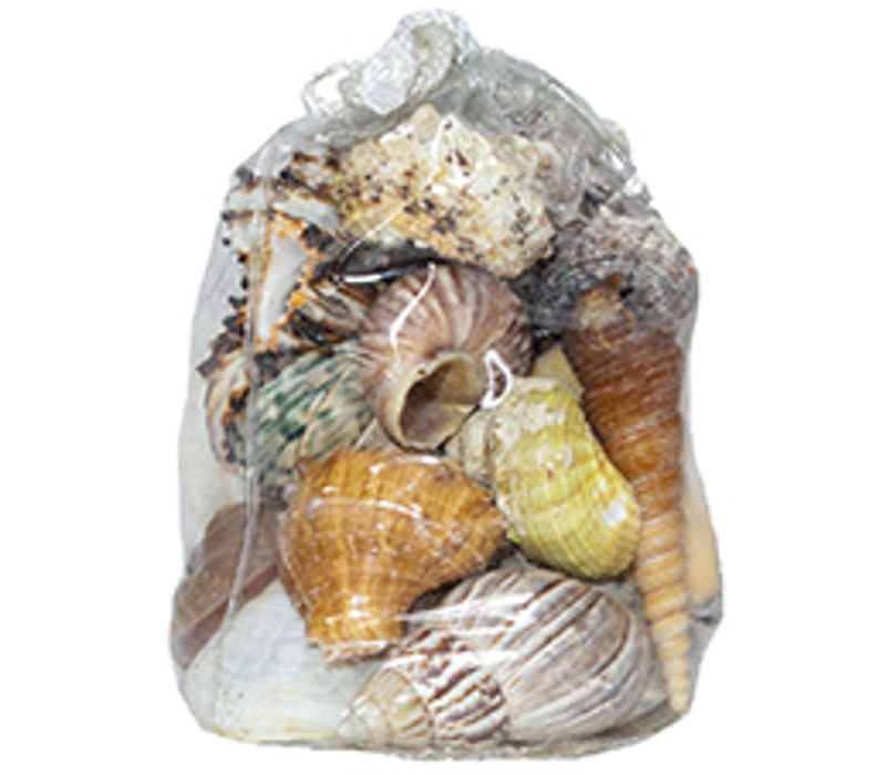 Shell Mix Assorted Bag