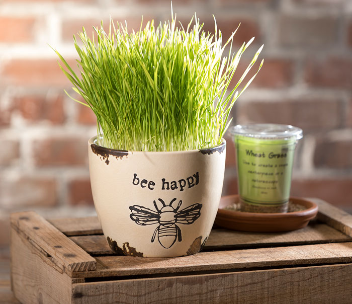 Wheatgrass in Bee Happy Pot from Craft Warehouse